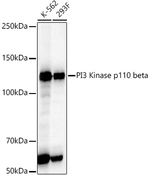 PI3 Kinase p110 beta Rabbit monoclonal antibody