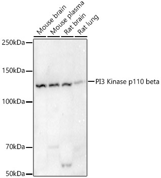 PI3 Kinase p110 beta Rabbit monoclonal antibody