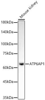 ATP6AP1 Rabbit monoclonal antibody