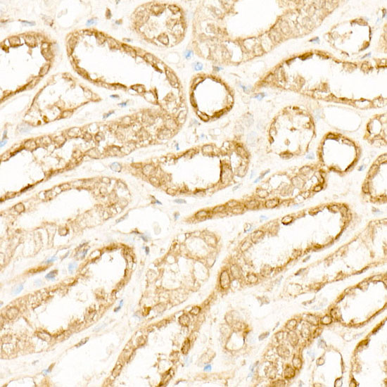ATP6AP1 Rabbit monoclonal antibody