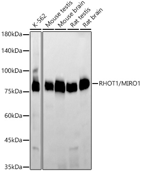 [KD Validated] RHOT1/MIRO1 Rabbit monoclonal antibody