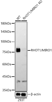 [KD Validated] RHOT1/MIRO1 Rabbit monoclonal antibody