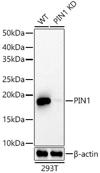 [KD Validated] Pin1 Rabbit monoclonal antibody