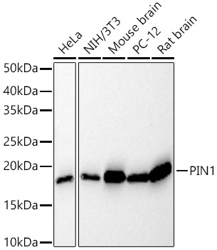 [KD Validated] Pin1 Rabbit monoclonal antibody