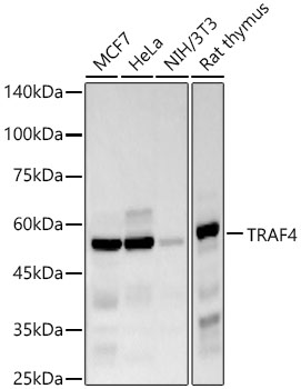 TRAF4 Rabbit monoclonal antibody