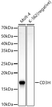 CD3H Rabbit monoclonal antibody