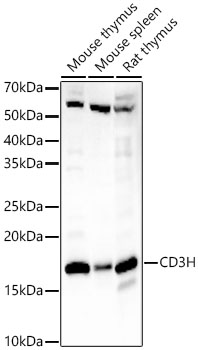 CD3H Rabbit monoclonal antibody