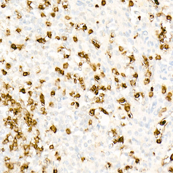 CD3H Rabbit monoclonal antibody
