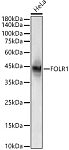 Western blot - Folate Binding Protein(FBP) / FOLR1 Rabbit PolymAb® (A22481)