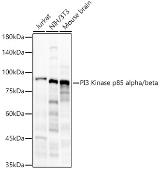 PI3 Kinase p85 alpha/beta Rabbit monoclonal antibody