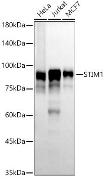 STIM1 Rabbit monoclonal antibody