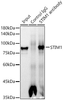 STIM1 Rabbit monoclonal antibody