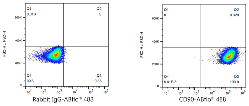 ABflo[R] 488 Rabbit anti-Human CD90/Thy1 monoclonal antibody
