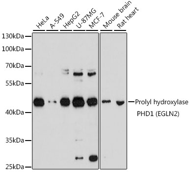 Prolyl hydroxylase PHD1 (EGLN2) Rabbit polyclonal antibody
