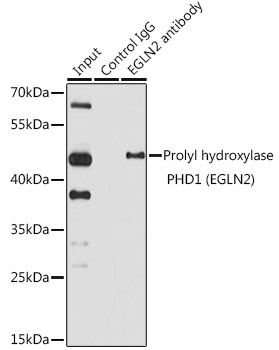 Prolyl hydroxylase PHD1 (EGLN2) Rabbit polyclonal antibody