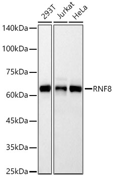 RNF8 Rabbit monoclonal antibody