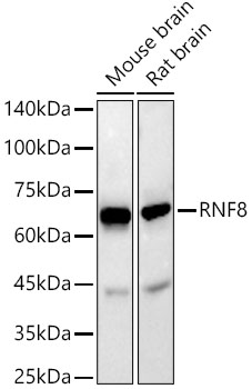 RNF8 Rabbit monoclonal antibody