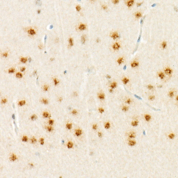 RNF8 Rabbit monoclonal antibody