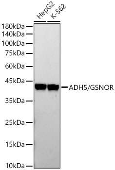 ADH5/GSNOR Rabbit monoclonal antibody