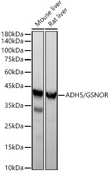 ADH5/GSNOR Rabbit monoclonal antibody