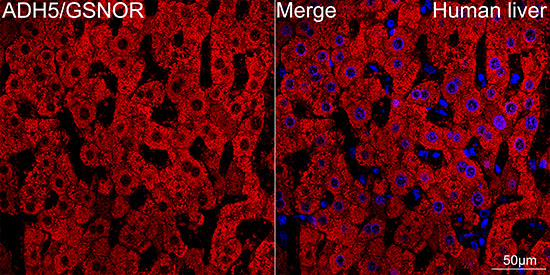 ADH5/GSNOR Rabbit monoclonal antibody
