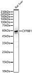 Western blot - CYP8B1 Rabbit pAb (A22538)