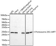 Western blot - Proteasome 20S LMP7 Rabbit pAb (A22542)