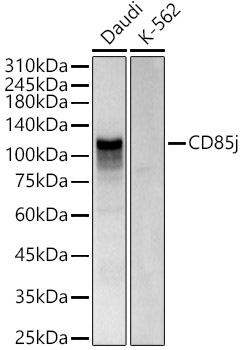 CD85j Rabbit polyclonal antibody