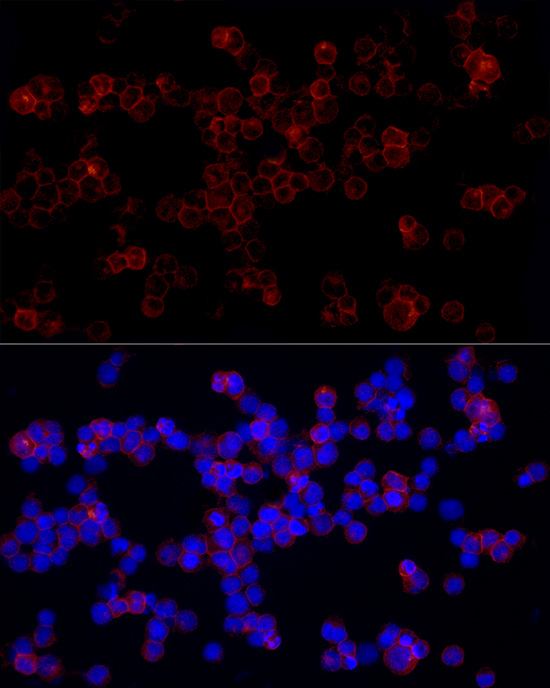 CD85j Rabbit polyclonal antibody