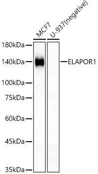 ELAPOR1 Rabbit polyclonal antibody