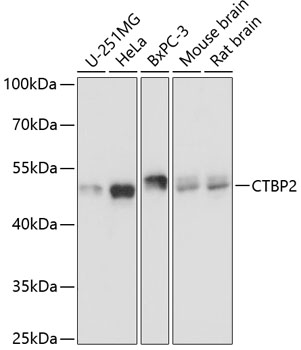 CTBP2 Rabbit polyclonal antibody