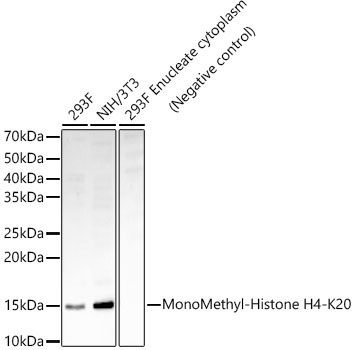 MonoMethyl-Histone H4-K20 Rabbit mAb