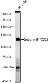 Integrin-β1/CD29 Rabbit PolymAb®
