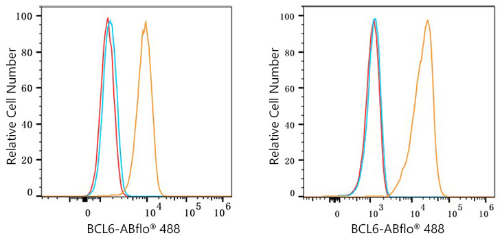 BCL6 Rabbit monoclonal antibody