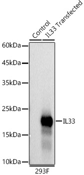 IL33 Rabbit monoclonal antibody