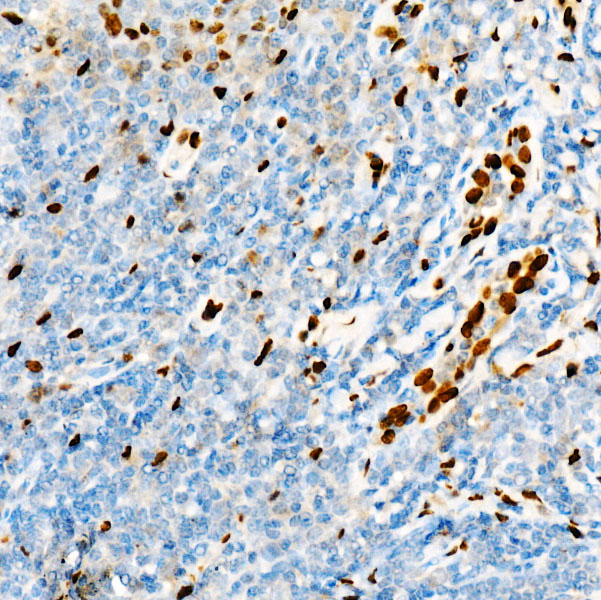 IL33 Rabbit monoclonal antibody