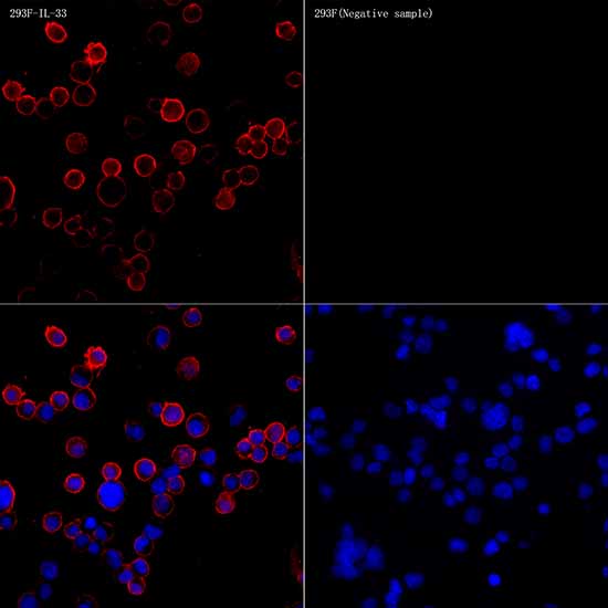 IL33 Rabbit monoclonal antibody