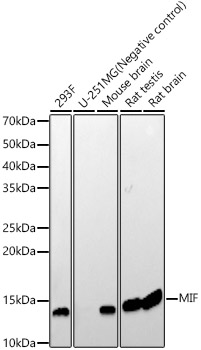 MIF Rabbit monoclonal antibody