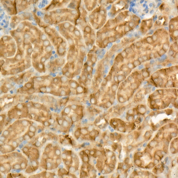 MIF Rabbit monoclonal antibody