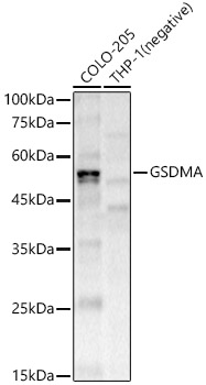 GSDMA Rabbit monoclonal antibody