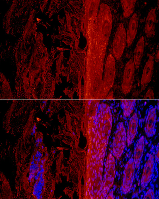 GSDMA Rabbit monoclonal antibody