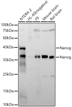 Nanog Rabbit monoclonal antibody