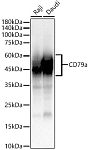 Western blot - CD79a Rabbit PolymAb® (A22645)