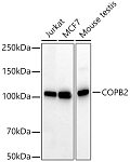 Western blot - [KD Validated] COPB2 Rabbit PolymAb® (A22646)