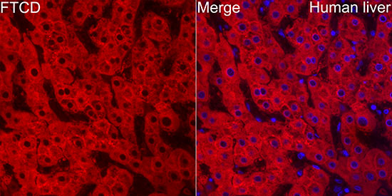 FTCD Rabbit monoclonal antibody