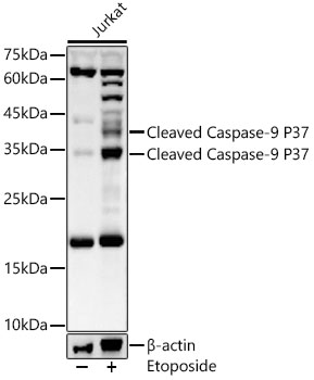 Cleaved Caspase-9 P37 Rabbit pAb