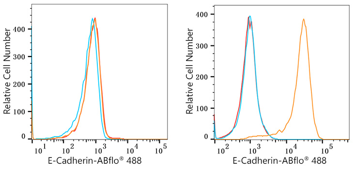 ABflo® 488 Rabbit anti-Human E-Cadherin/CD324 mAb