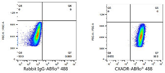 Flow CytoMetry - ABflo® 488 Rabbit anti-Human CAR/CXADR mAb (A22695)