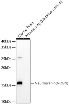Neurogranin (NRGN) Rabbit monoclonal antibody