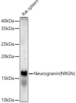 Neurogranin (NRGN) Rabbit monoclonal antibody